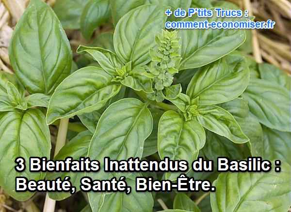 3 Bienfaits Inattendus du Basilic Beauté Santé Bien Être